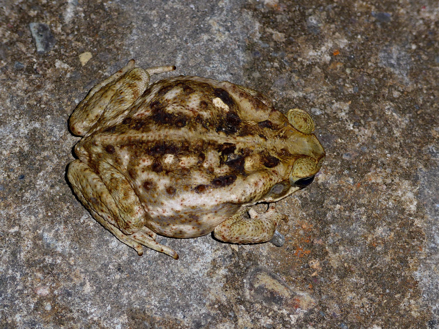 Huge Toad on San Agustin's marketplace